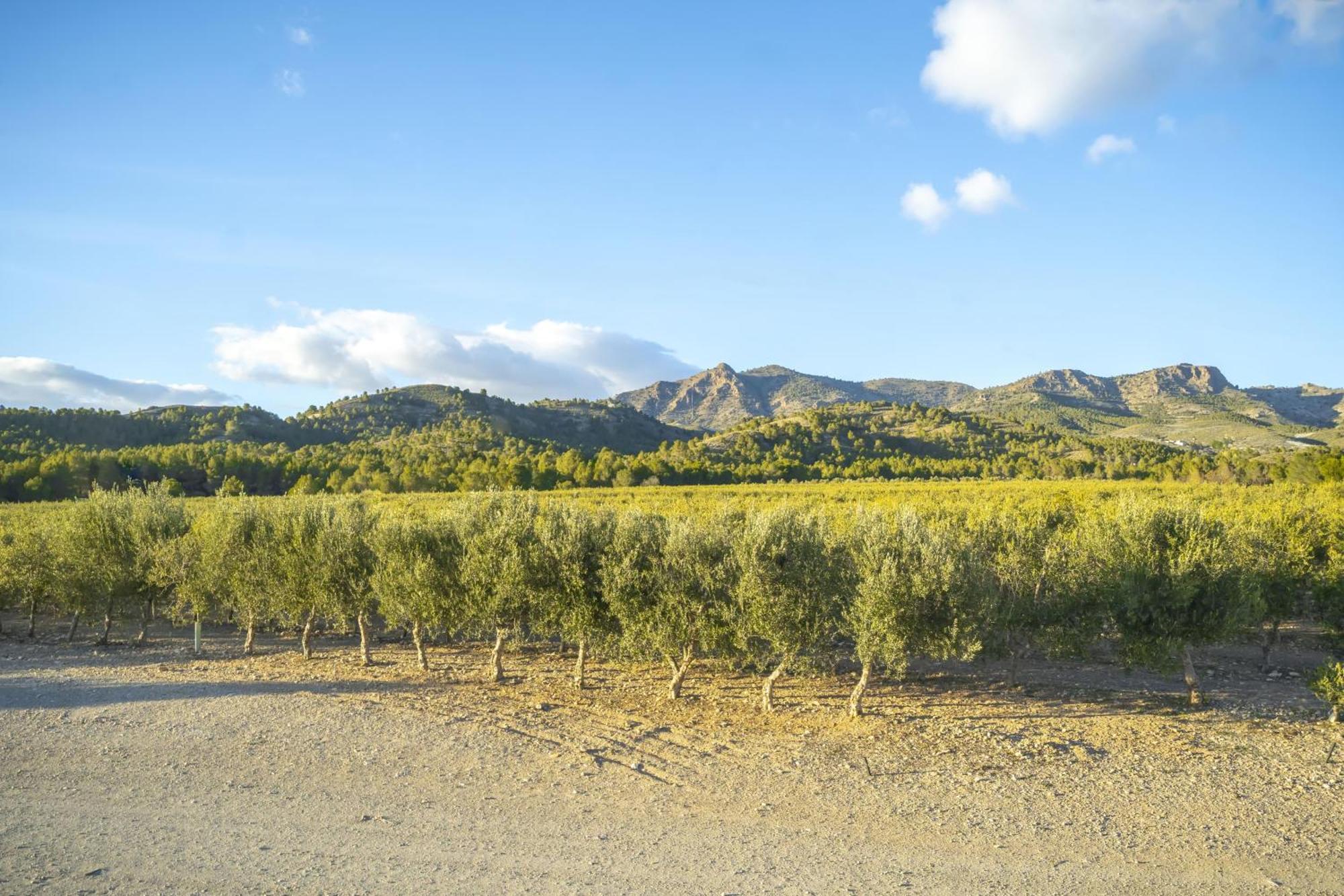 Finca El Espilo Lucar Екстериор снимка